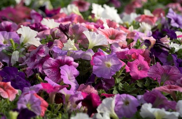 Petunia Madness Waterfall Mix - View 12 from www redcrocus com