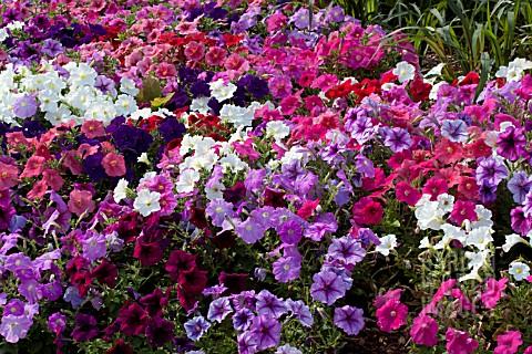 Petunia Madness Waterfall Mix - View 13 from www redcrocus com