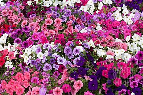 Petunia Madness Waterfall Mix - View 14 from www redcrocus com
