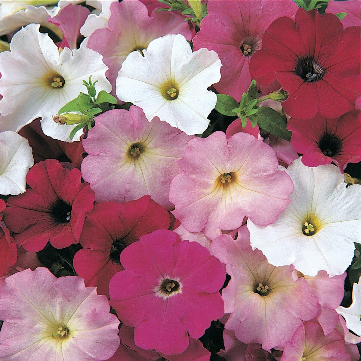 Petunia Madness Waterfall Mix - View 15 from www redcrocus com