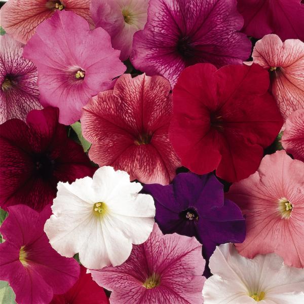 Petunia Madness Waterfall Mix - View 16 from www redcrocus com