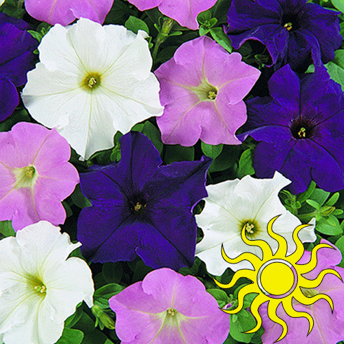 Petunia Madness Waterfall Mix - View 1 from www redcrocus com
