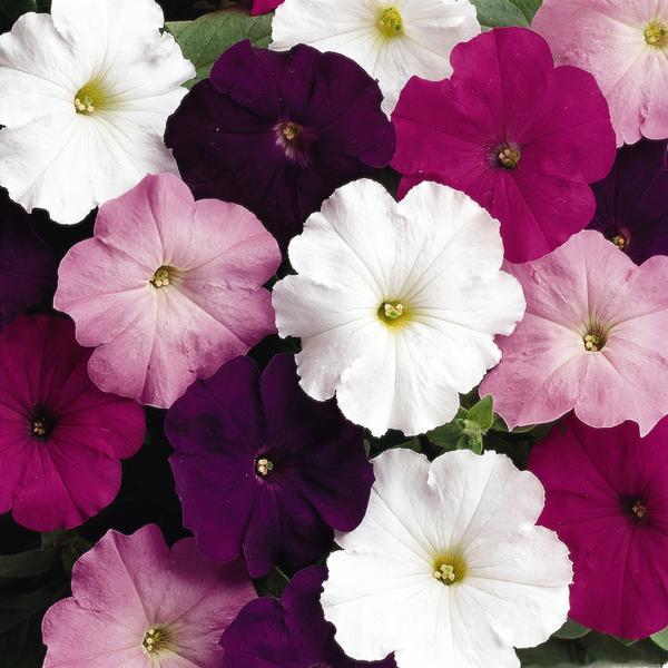 Petunia Madness Waterfall Mix - View 2 from www redcrocus com