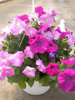 Petunia Madness Waterfall Mix - View 4 from www redcrocus com