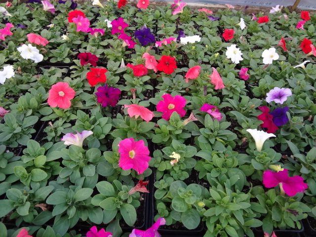 Petunia Madness Waterfall Mix - View 5 from www redcrocus com