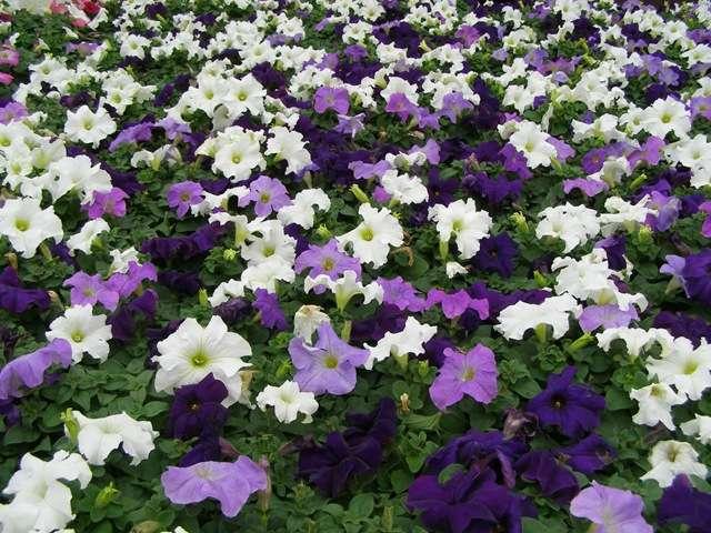 Petunia Madness Waterfall Mix - View 6 from www redcrocus com