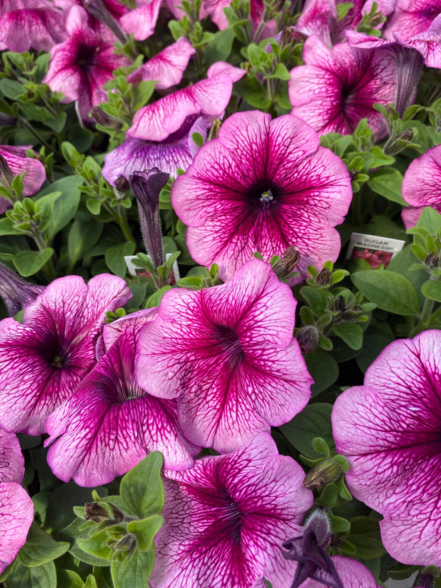 Petunia Madness Waterfall Mix - View 7 from www redcrocus com