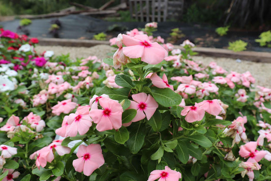 Vinca Blockbuster Apricot - View 10 from www redcrocus com