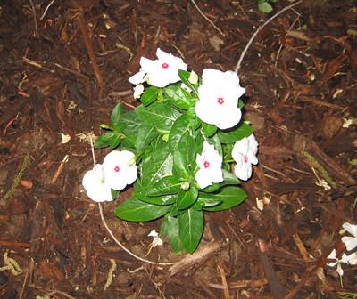 Vinca Blockbuster Peppermint - View 10 from www redcrocus com