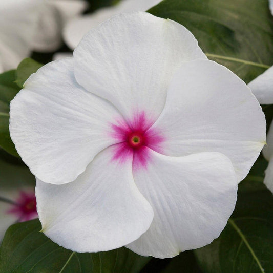 Vinca Blockbuster Peppermint - View 1 from www redcrocus com