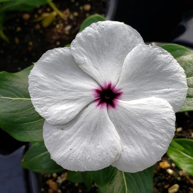 Vinca Blockbuster Peppermint - View 7 from www redcrocus com
