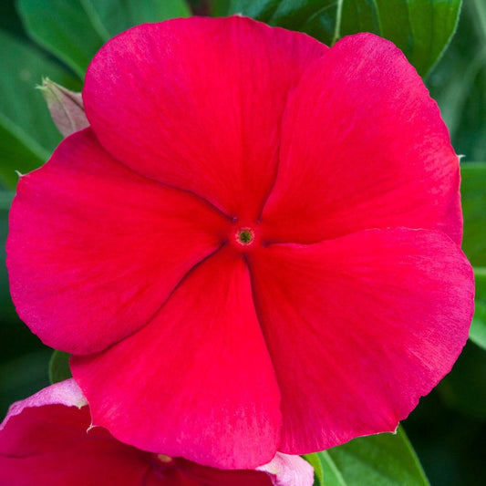Vinca Blockbuster Dark Red - View 1 from www redcrocus com