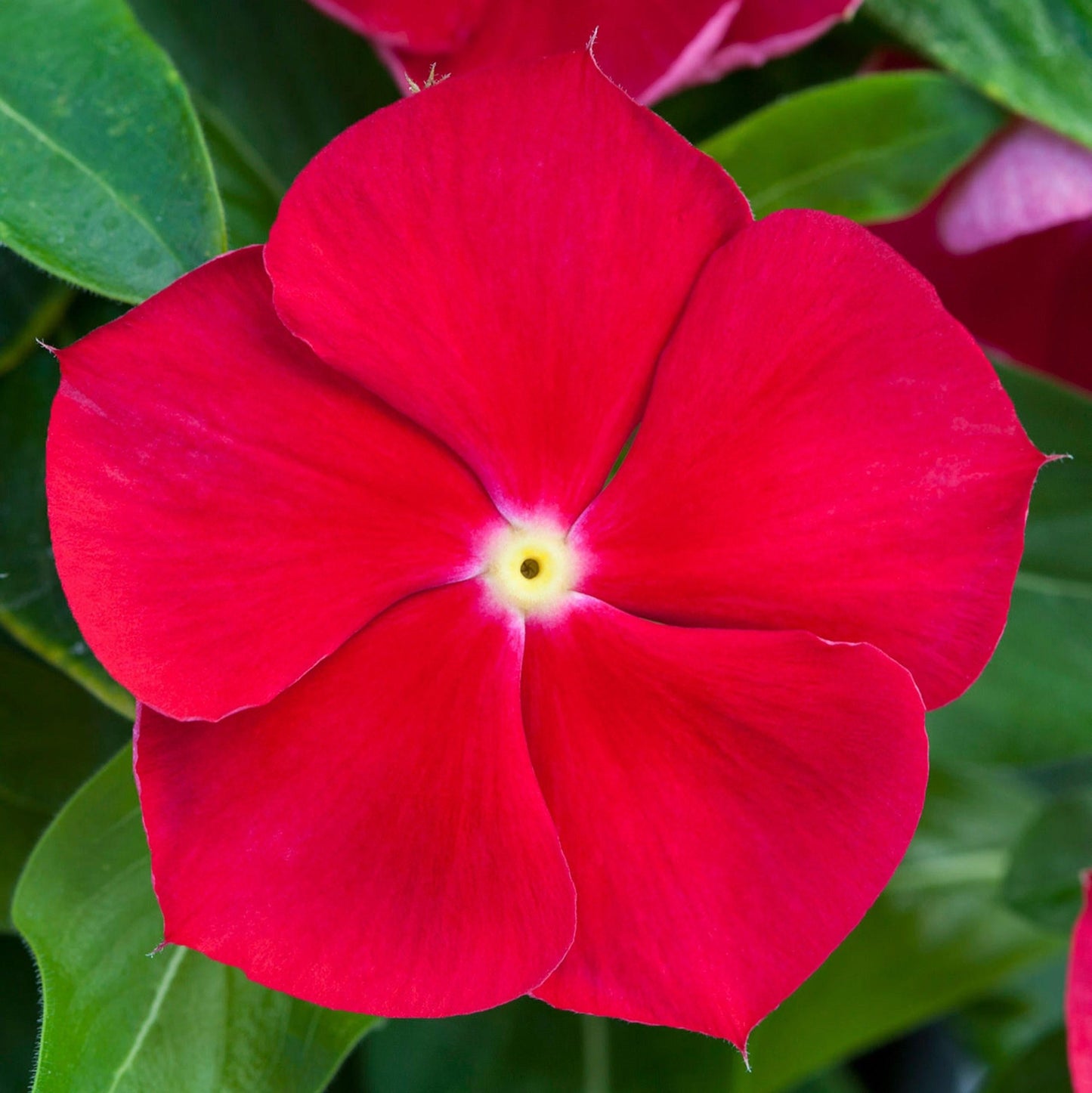 Vinca Blockbuster Dark Red - View 3 from www redcrocus com