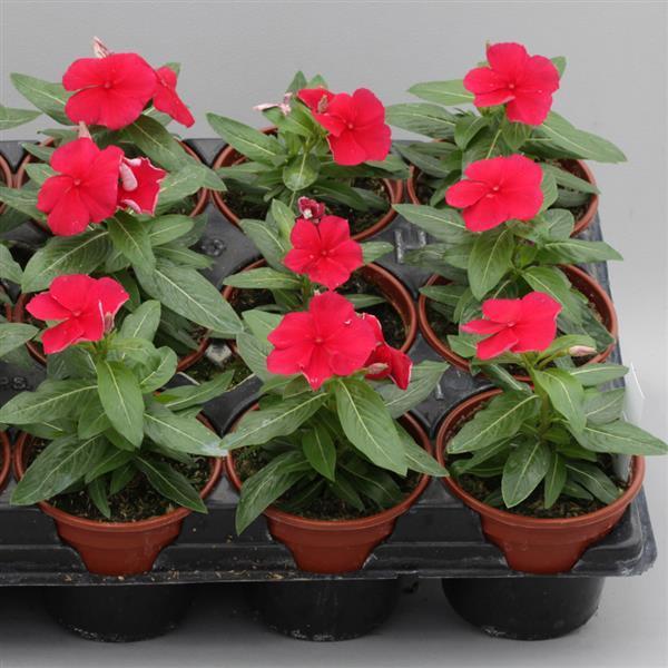Vinca Blockbuster Dark Red - View 4 from www redcrocus com