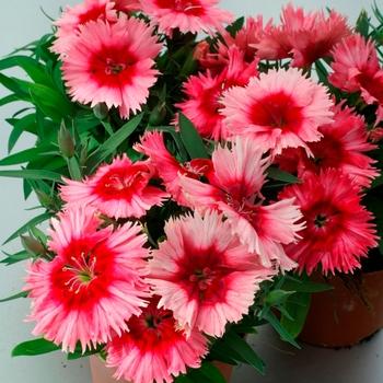 Dianthus 'venti Parfait Strawberry Shades' - View 10 from www redcrocus com