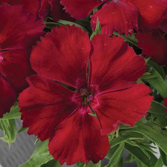 Dianthus 'venti Parfait Strawberry Shades' - View 11 from www redcrocus com