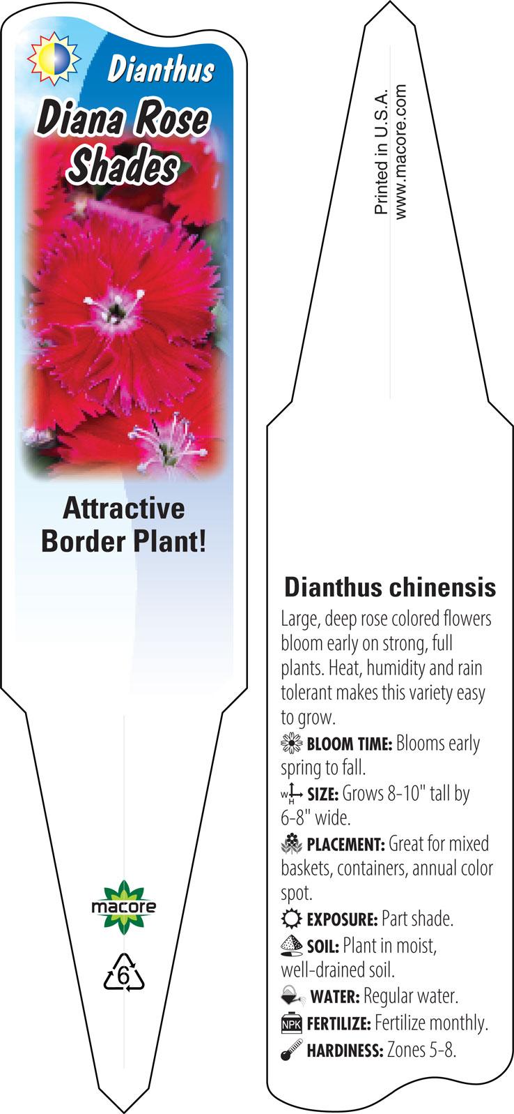 Dianthus 'venti Parfait Strawberry Shades' - View 12 from www redcrocus com