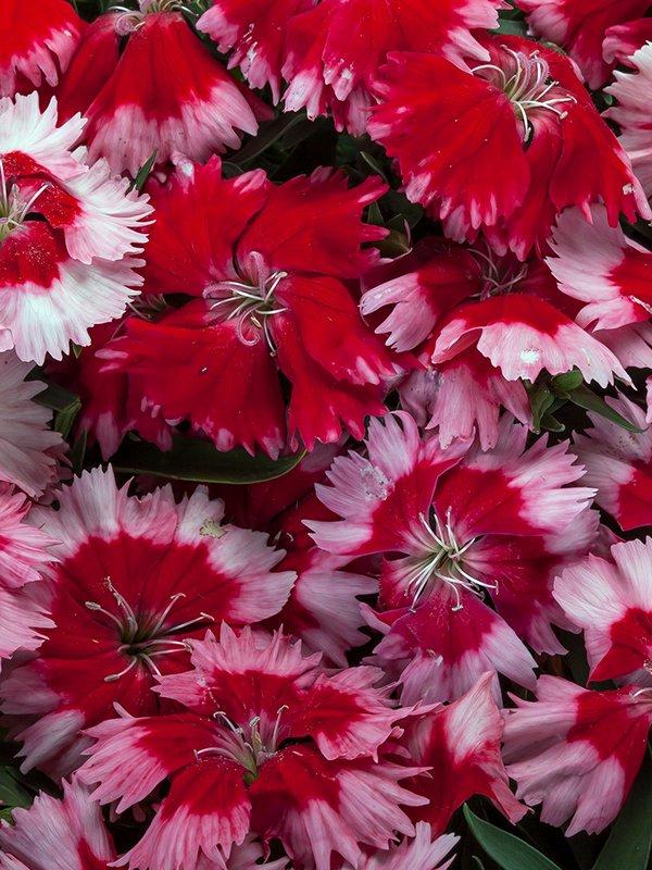 Dianthus 'venti Parfait Strawberry Shades' - View 15 from www redcrocus com