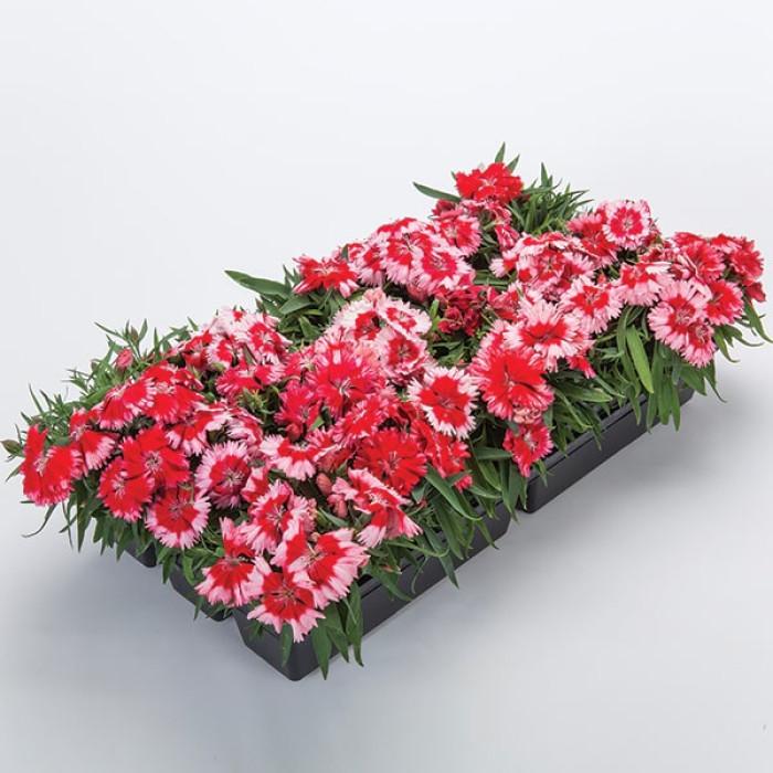 Dianthus 'venti Parfait Strawberry Shades' - View 16 from www redcrocus com