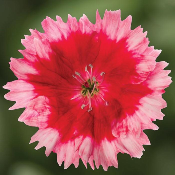 Dianthus 'venti Parfait Strawberry Shades' - View 18 from www redcrocus com