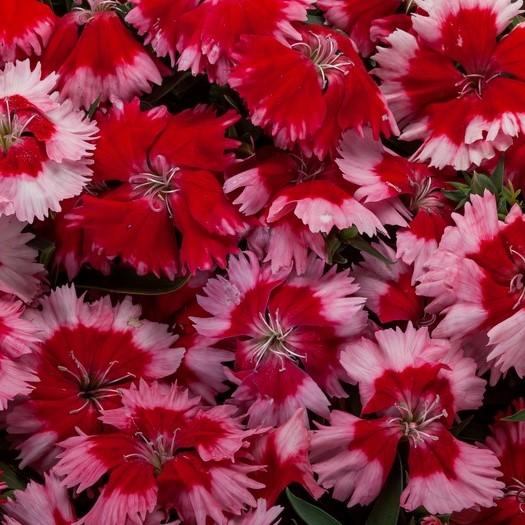 Dianthus 'venti Parfait Strawberry Shades' - View 1 from www redcrocus com