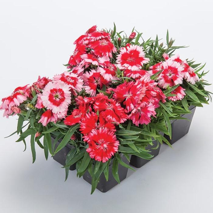 Dianthus 'venti Parfait Strawberry Shades' - View 20 from www redcrocus com
