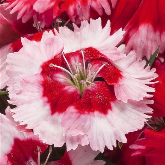 Dianthus 'venti Parfait Strawberry Shades' - View 3 from www redcrocus com