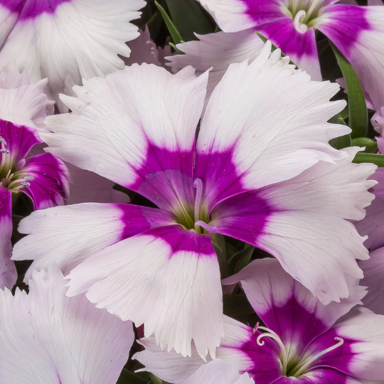 Dianthus 'venti Parfait Strawberry Shades' - View 4 from www redcrocus com
