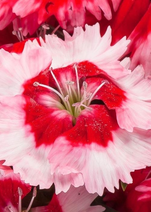 Dianthus 'venti Parfait Strawberry Shades' - View 5 from www redcrocus com