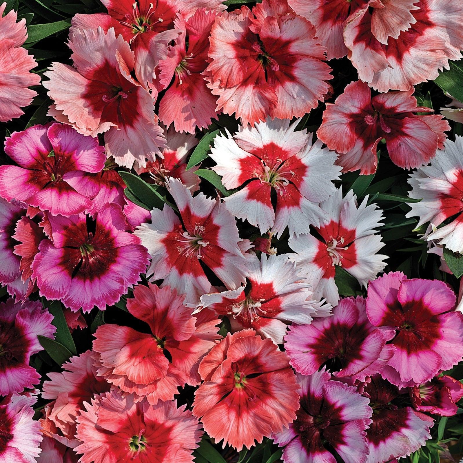 Dianthus 'venti Parfait Strawberry Shades' - View 6 from www redcrocus com