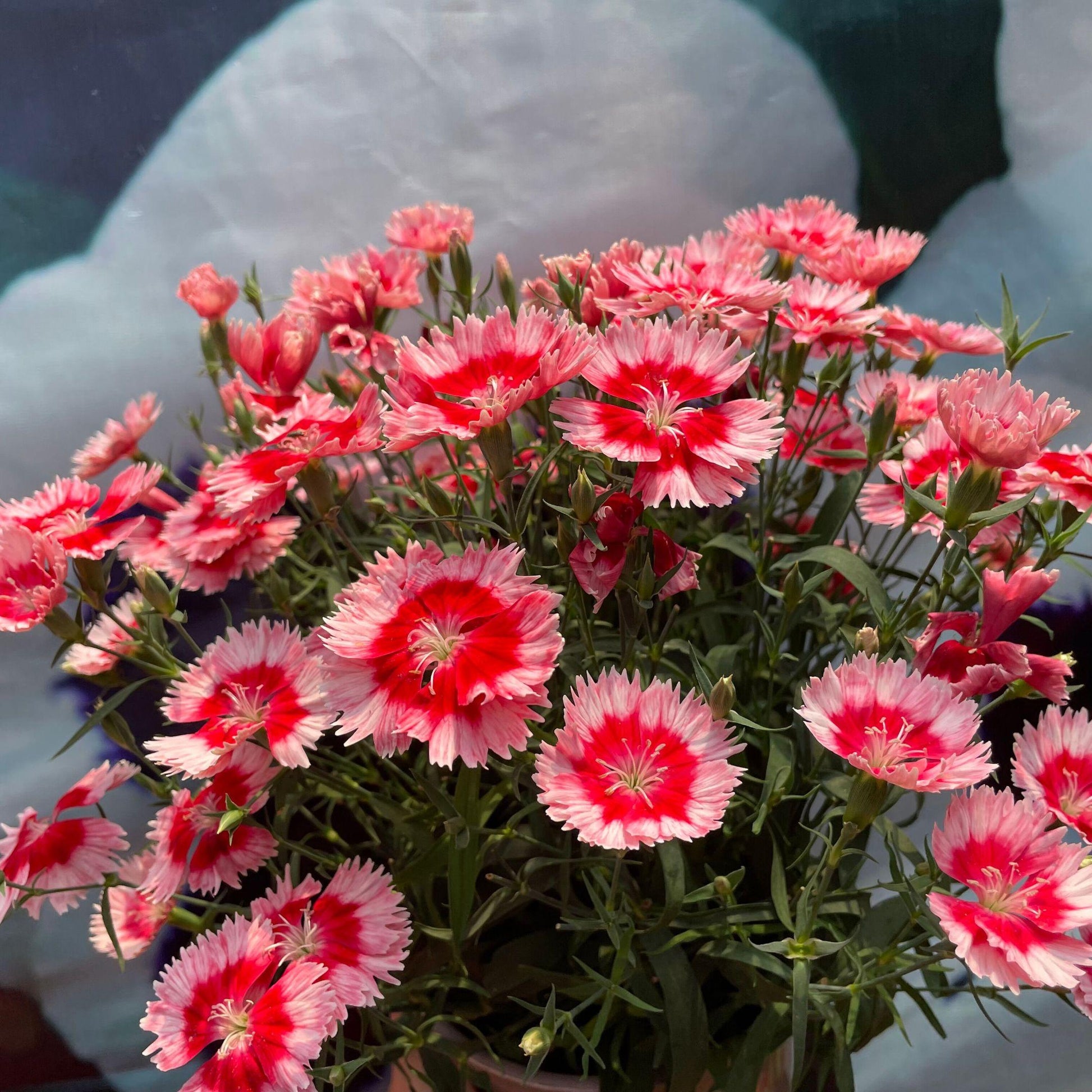 Dianthus 'venti Parfait Strawberry Shades' - View 7 from www redcrocus com