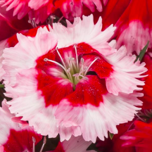 Dianthus 'venti Parfait Strawberry Shades' - View 8 from www redcrocus com