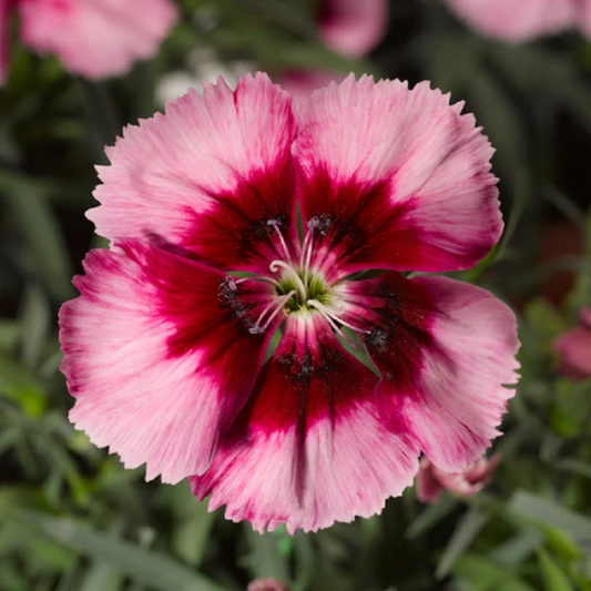 Dianthus 'venti Parfait Strawberry Shades' - View 9 from www redcrocus com