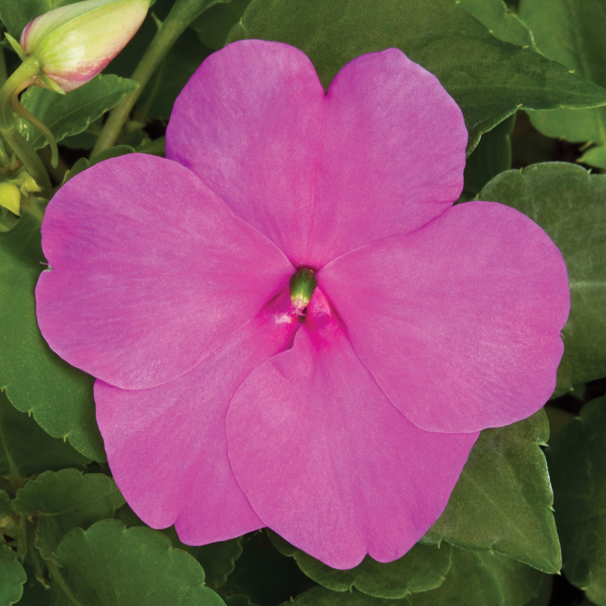 Impatiens Xtreme Lilac - View 10 from www redcrocus com