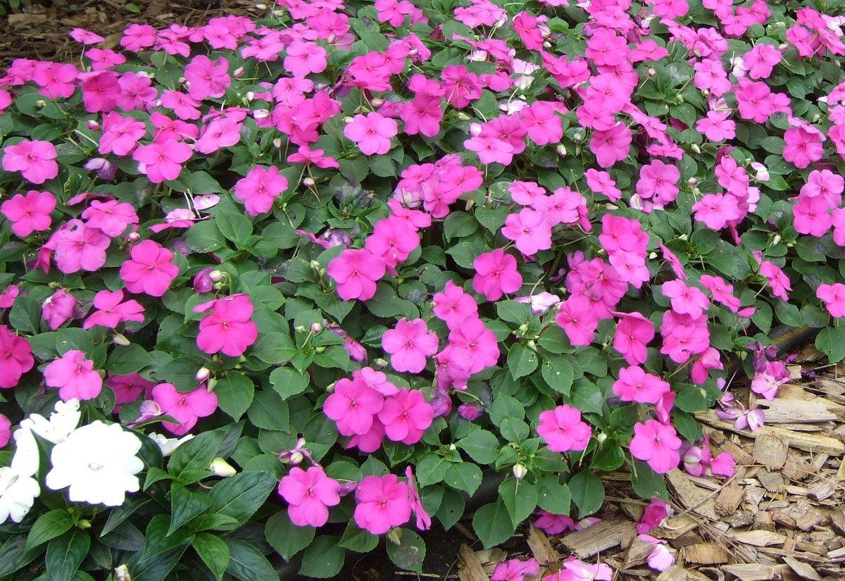 Impatiens Xtreme Lilac - View 11 from www redcrocus com