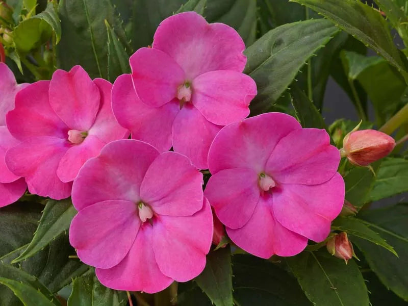 Impatiens Xtreme Lilac - View 12 from www redcrocus com