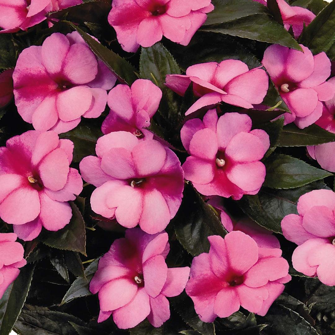 Impatiens Xtreme Lilac - View 16 from www redcrocus com