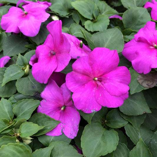 Impatiens Xtreme Lilac - View 1 from www redcrocus com