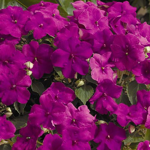 Impatiens Xtreme Lilac - View 2 from www redcrocus com
