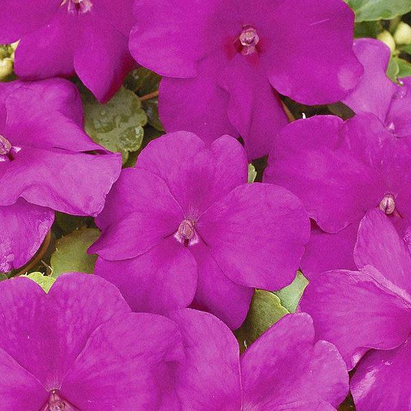 Impatiens Xtreme Lilac - View 3 from www redcrocus com