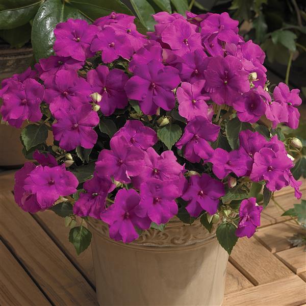 Impatiens Xtreme Lilac - View 4 from www redcrocus com
