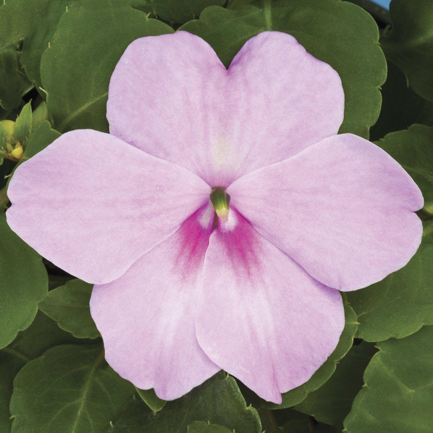 Impatiens Xtreme Lilac - View 6 from www redcrocus com