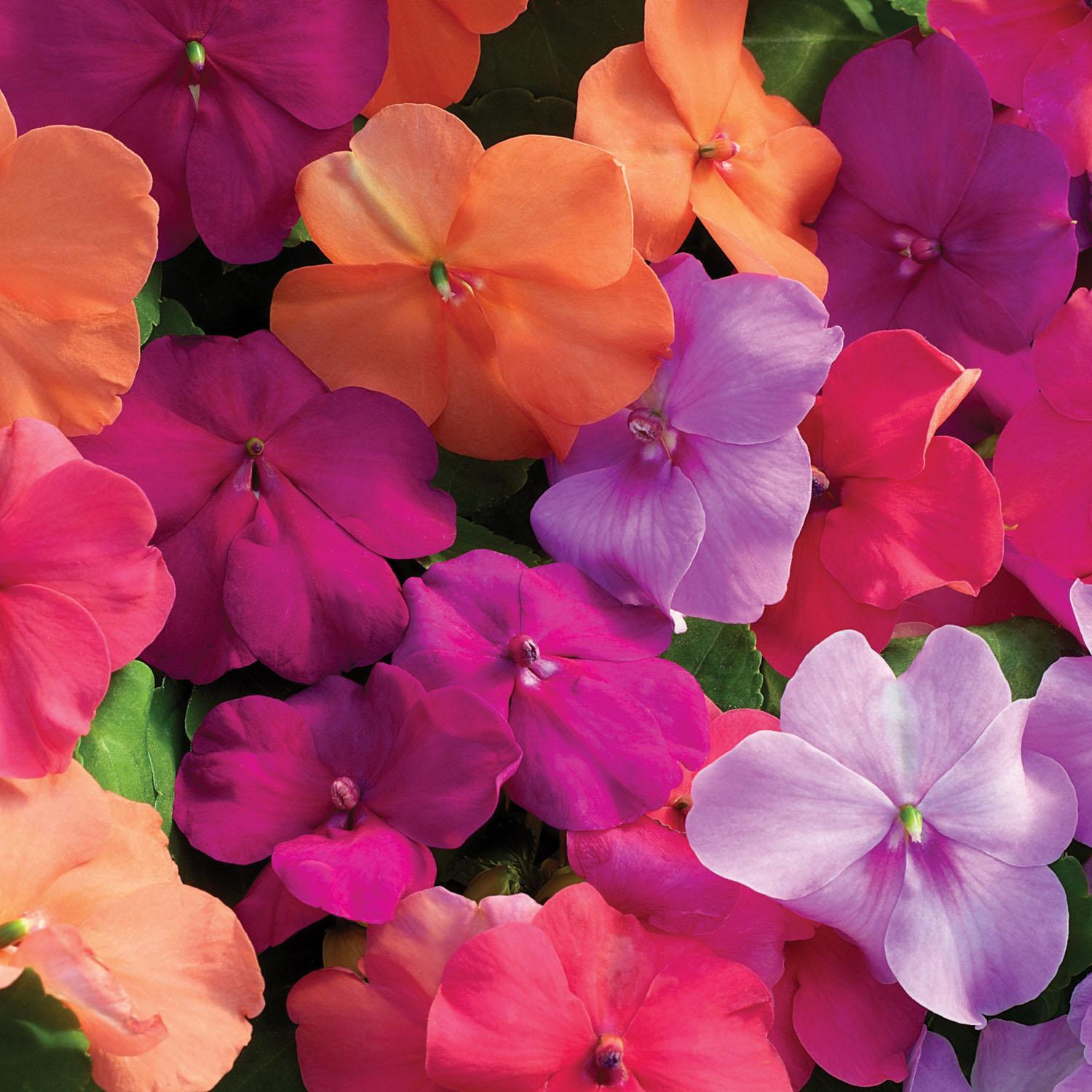 Impatiens Xtreme Lilac - View 7 from www redcrocus com