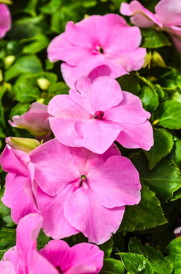 Impatiens Xtreme Lilac - View 8 from www redcrocus com
