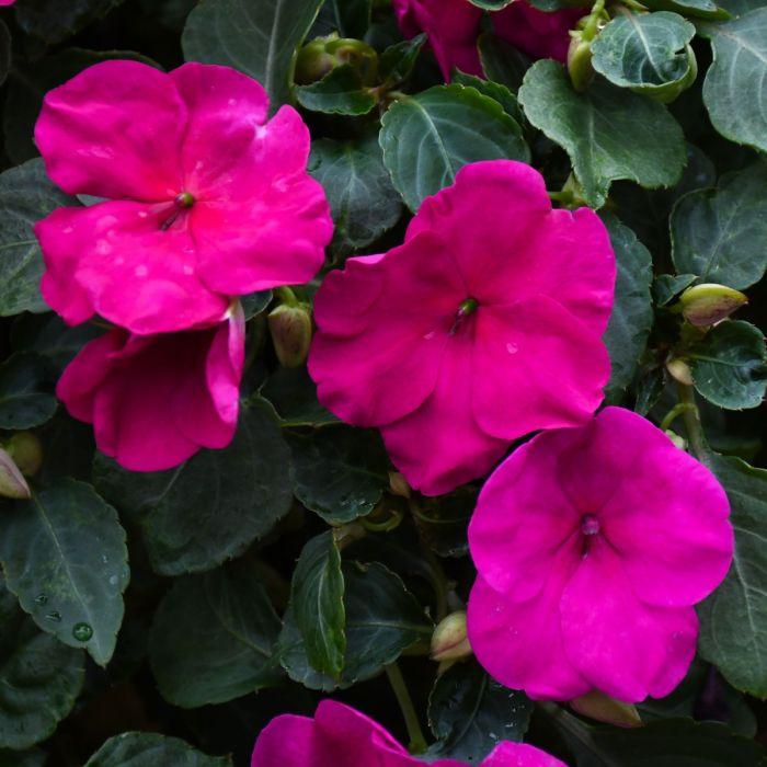 Impatiens Xtreme Lilac - View 9 from www redcrocus com