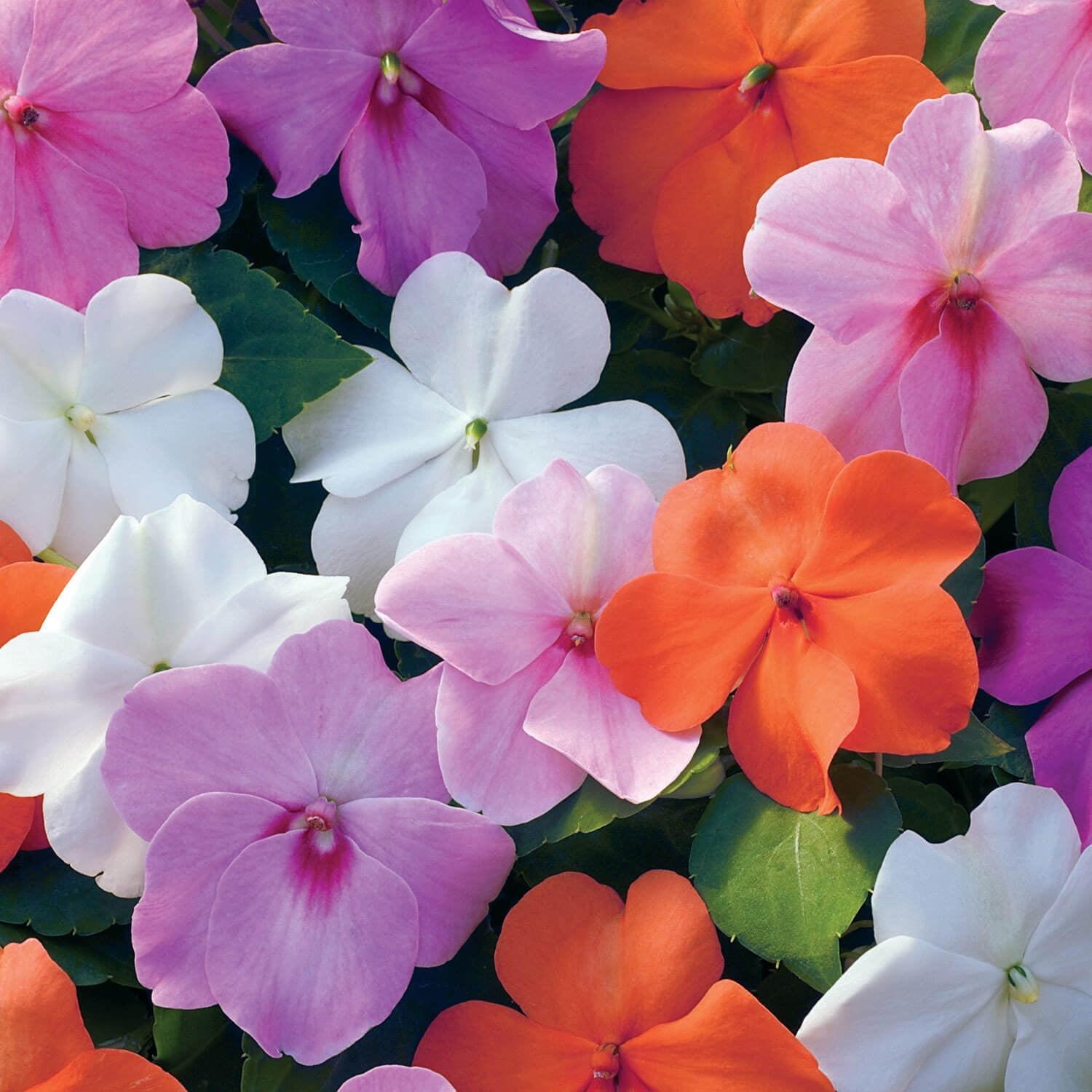 Impatiens Xtreme Little Gem Mix - View 10 from www redcrocus com