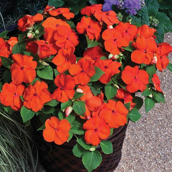 Impatiens Xtreme Little Gem Mix - View 12 from www redcrocus com