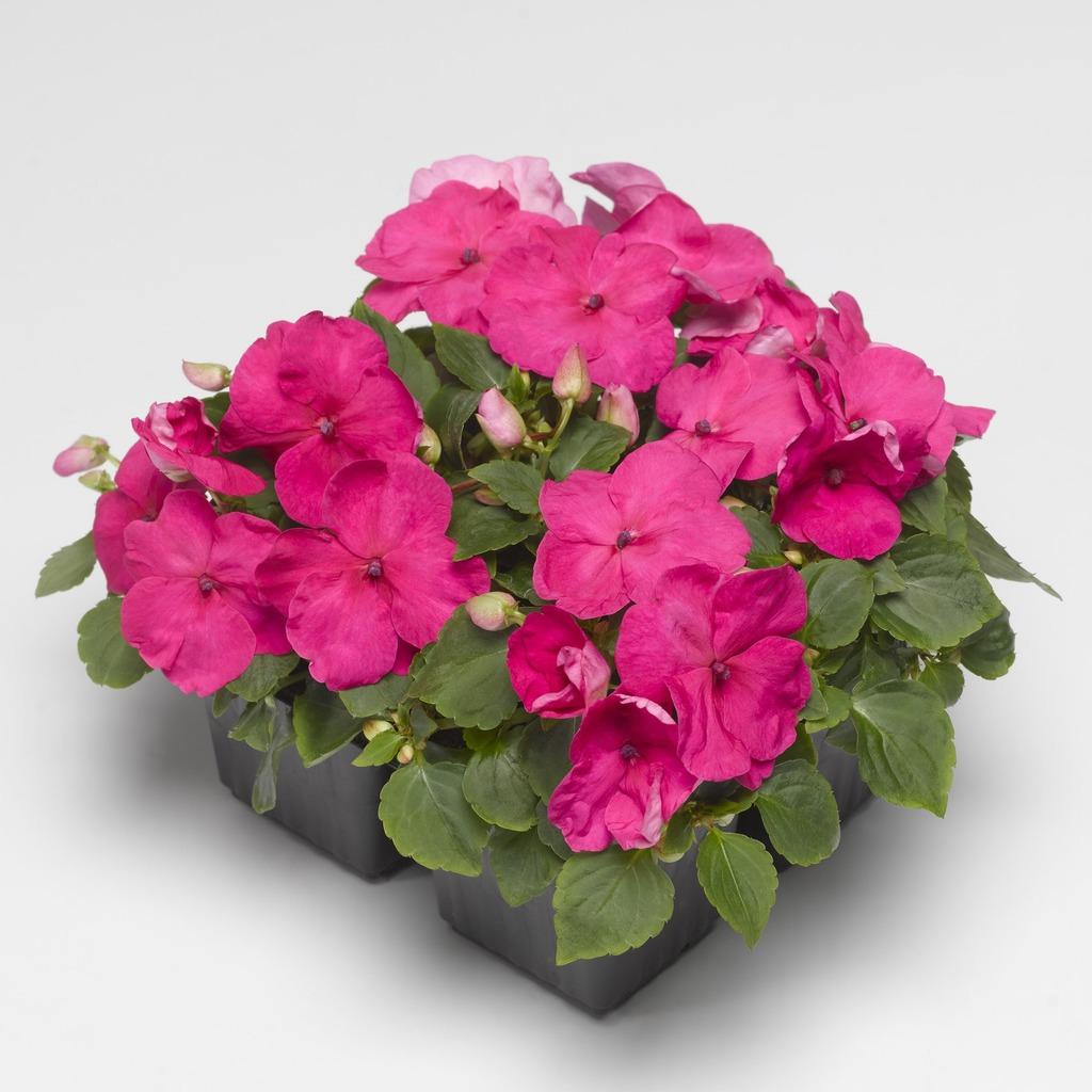 Impatiens Xtreme Little Gem Mix - View 13 from www redcrocus com
