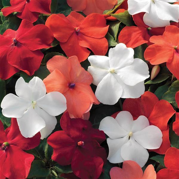 Impatiens Xtreme Little Gem Mix - View 14 from www redcrocus com