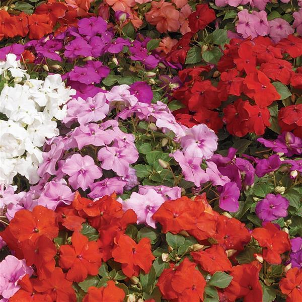 Impatiens Xtreme Little Gem Mix - View 2 from www redcrocus com